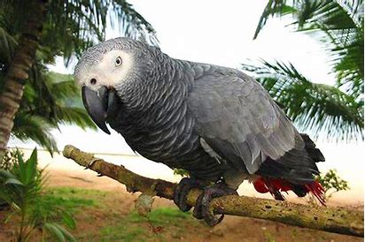 Cooperação de Projeto Português com São Tomé e Príncipe e Cabo Verde Para Proteção de Aves